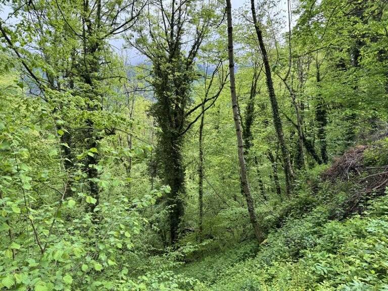 Forêt de 0 pièces principales — photo 1