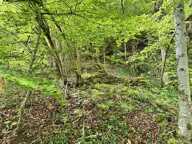 Forêt de 0 pièces principales — photo 2