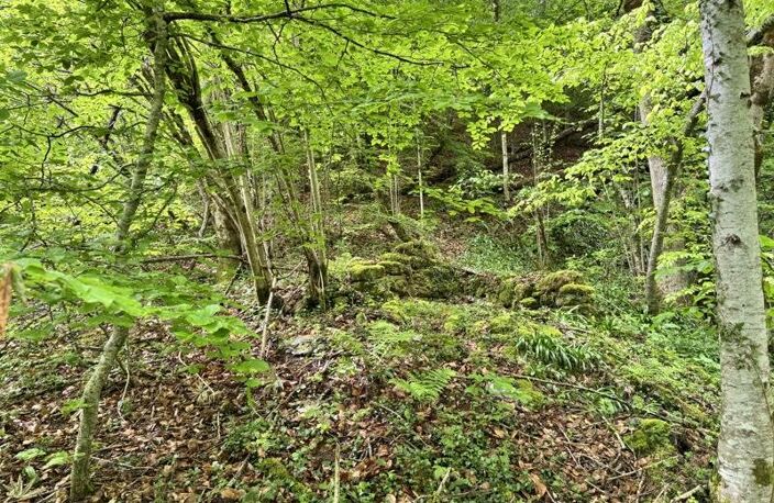 Forêt de 0 pièces principales — photo 2