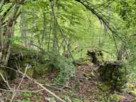 Forêt de 0 pièces principales — photo 3
