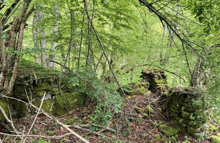 Forêt de 0 pièces principales — photo 3