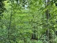 Forêt de 0 pièces principales — photo 4