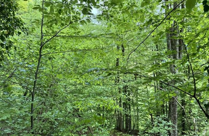 Forêt de 0 pièces principales — photo 4