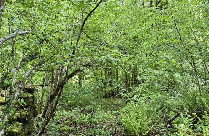 Forêt de 0 pièces principales — photo 5
