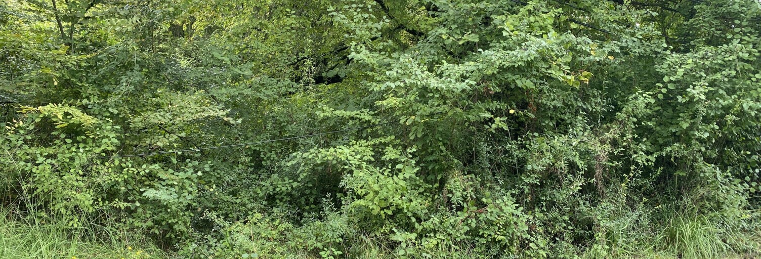 Terrain  10388 m² à vendre à Bonnefont (65220)