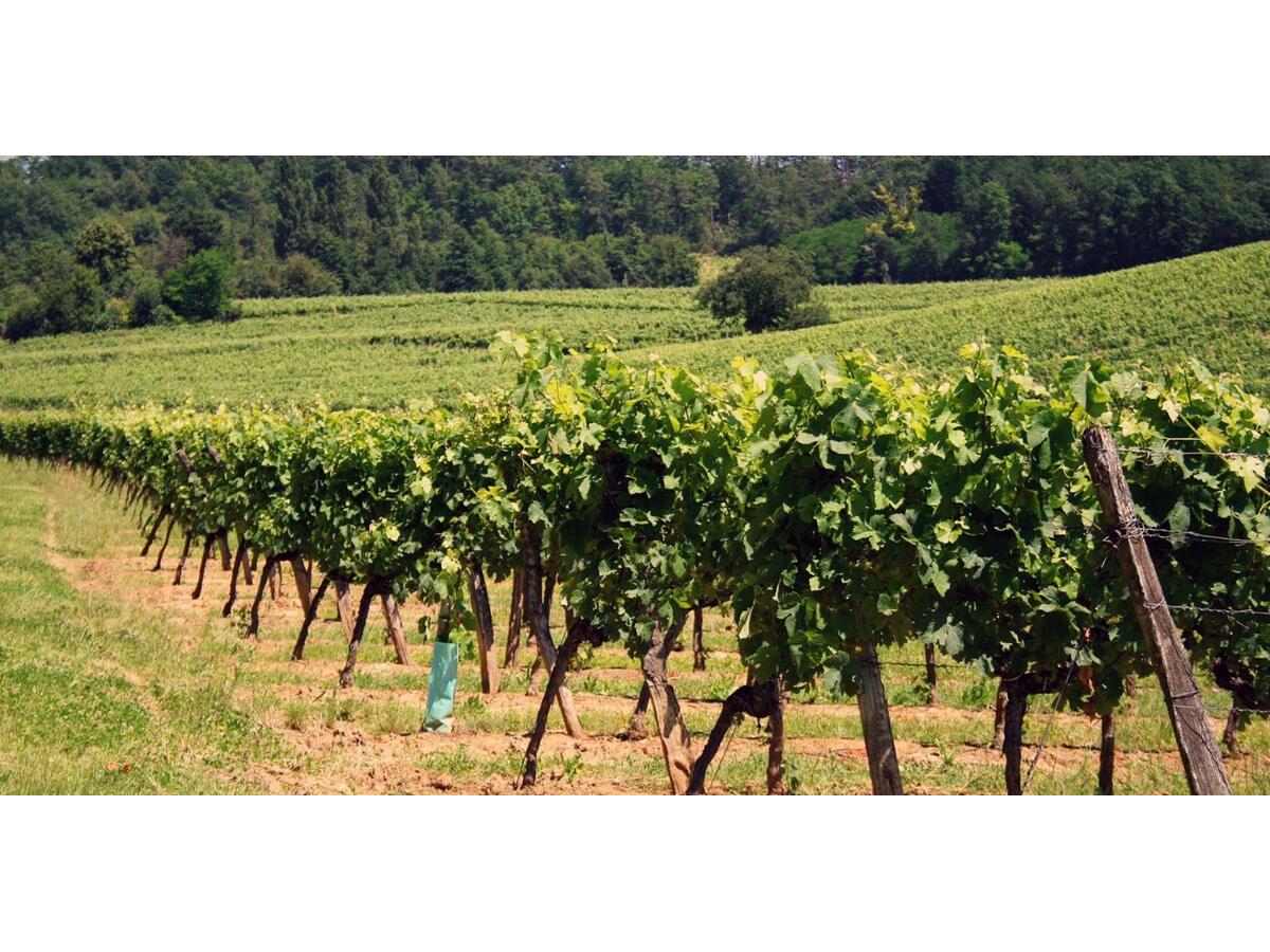 Terrain  à vendre Montagne 33570