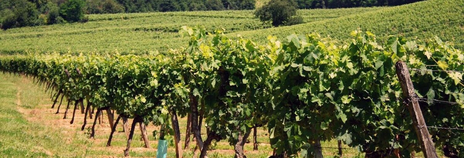 Terrain  67943 m² à vendre à Montagne (33570)