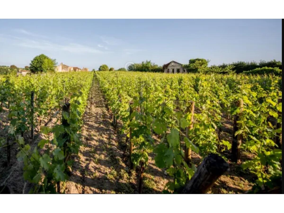 Terrain  à vendre Saint-Sulpice-de-Faleyrens 33330