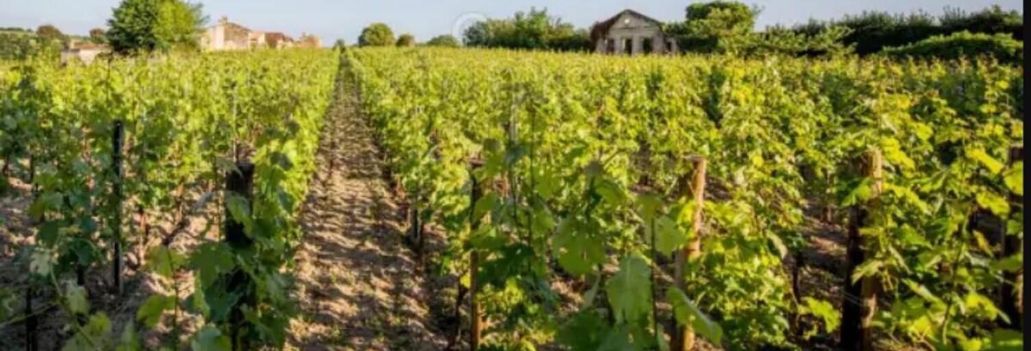 Terrain  49712 m² à vendre à Saint-Sulpice-de-Faleyrens (33330)