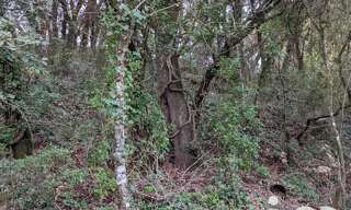 Terrain  6525 m² à vendre à Lorgues (83510)