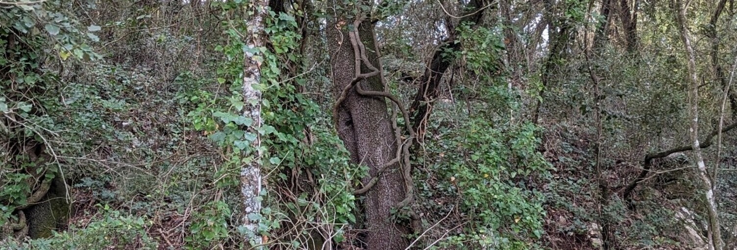 Terrain  6525 m² à vendre à Lorgues (83510)