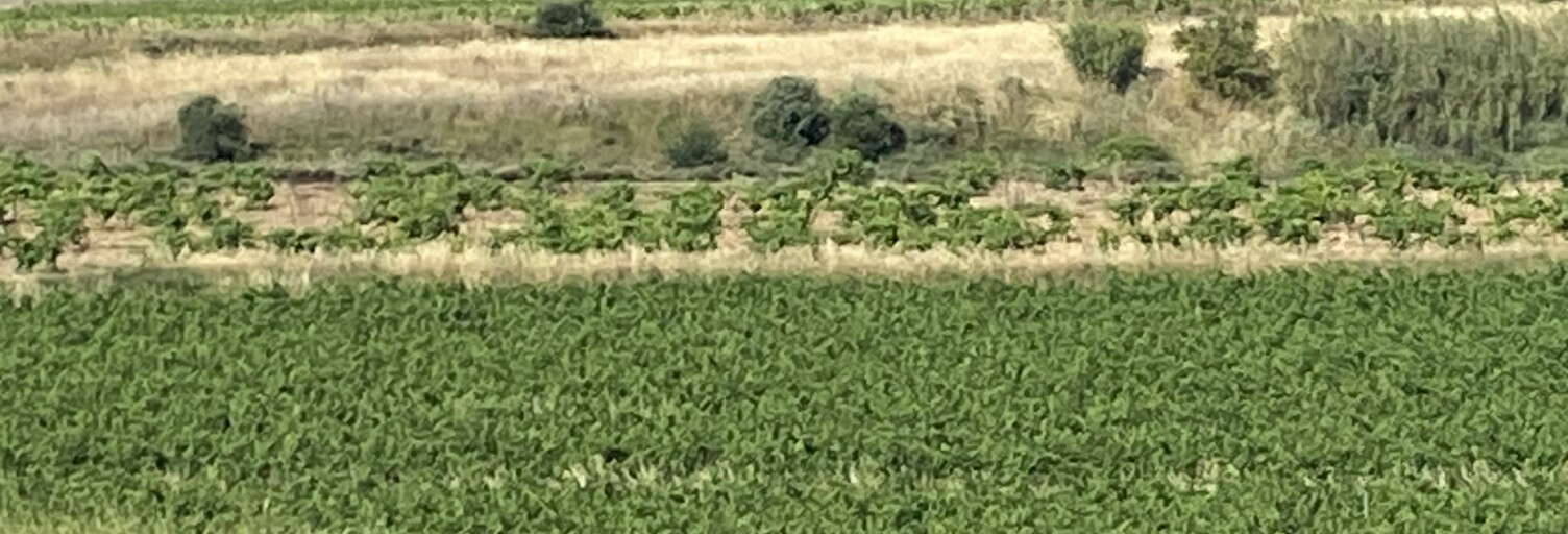 Terrain  52610 m² à vendre à Magalas (34480)