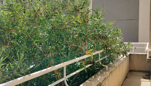 Appartement 4 pièces  à louer Marseille 8eme 13008