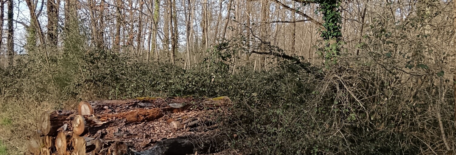 Terrain  24045 m² à vendre à Sainte-Gemme (36500)