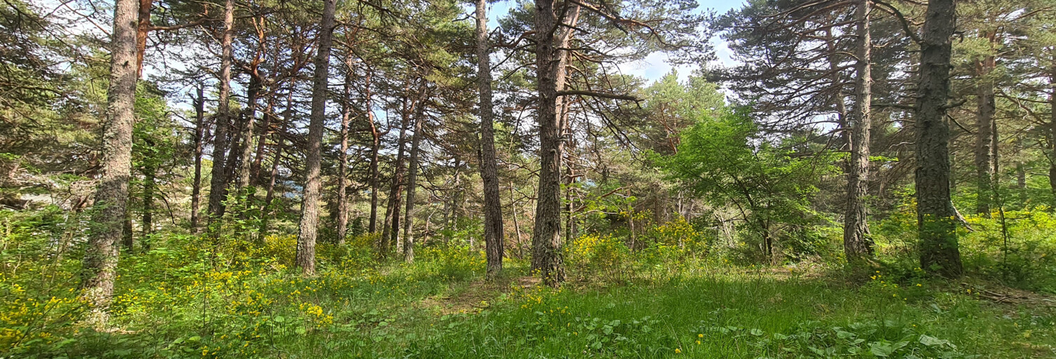 Terrain  2578 m² à vendre à Andon (06750)