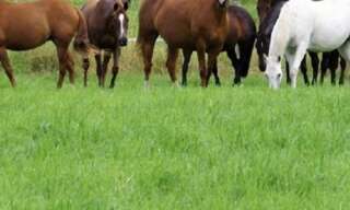 Maison 4 Pièces 110 m² à vendre à Contrexéville (88140)