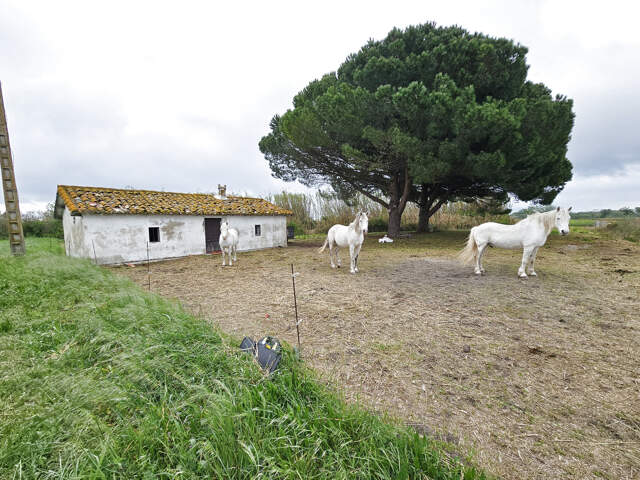 Mazet avec terres agricoles MONTCALM  VAUVERT — photo du bien