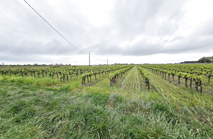 Mazet avec terres agricoles MONTCALM  VAUVERT — photo 3