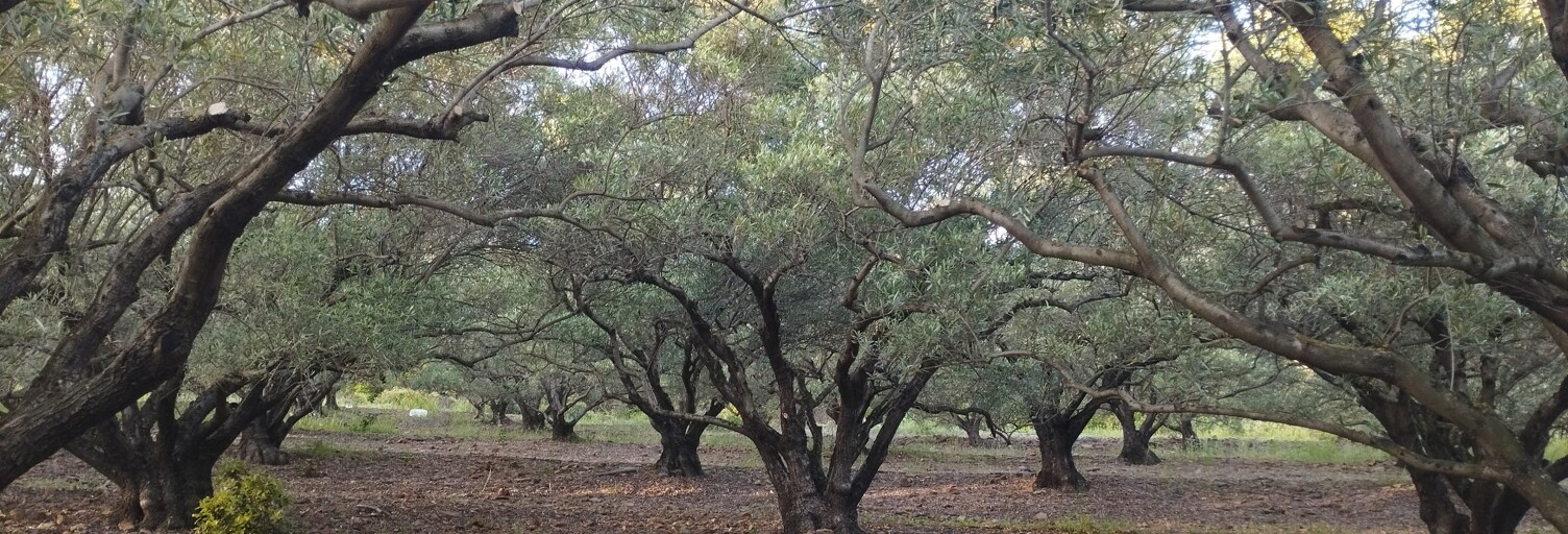 Terrain  35260 m² à vendre à Le Bosc (34700)