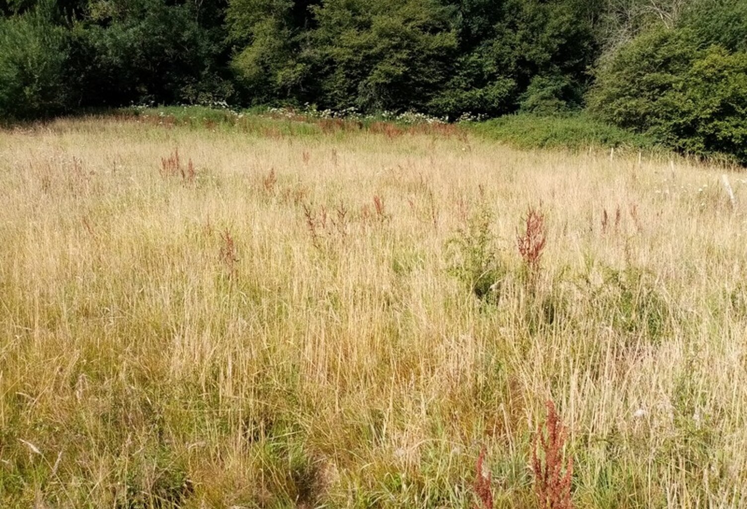 Dpt Seine Maritime (76), à vendre HERICOURT EN CAUX terrain — photo 1