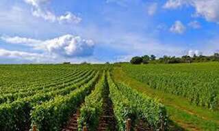 Terrain  128620 m² à vendre à Saint-Aignan (41110)