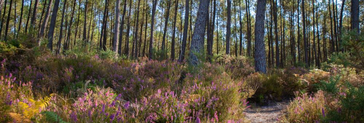 Terrain  930 m² à vendre à Seignosse (40510)