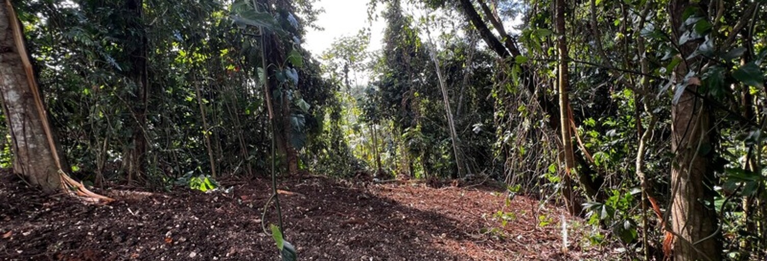 Terrain  3882 m² à vendre à Petit-Bourg (97170)