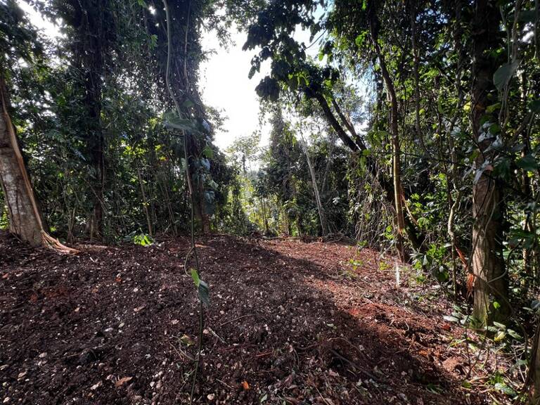 Magnifique terrain à vendre de 3 882 m² en pleine forêt tropicale en lisière de rivière — photo 1