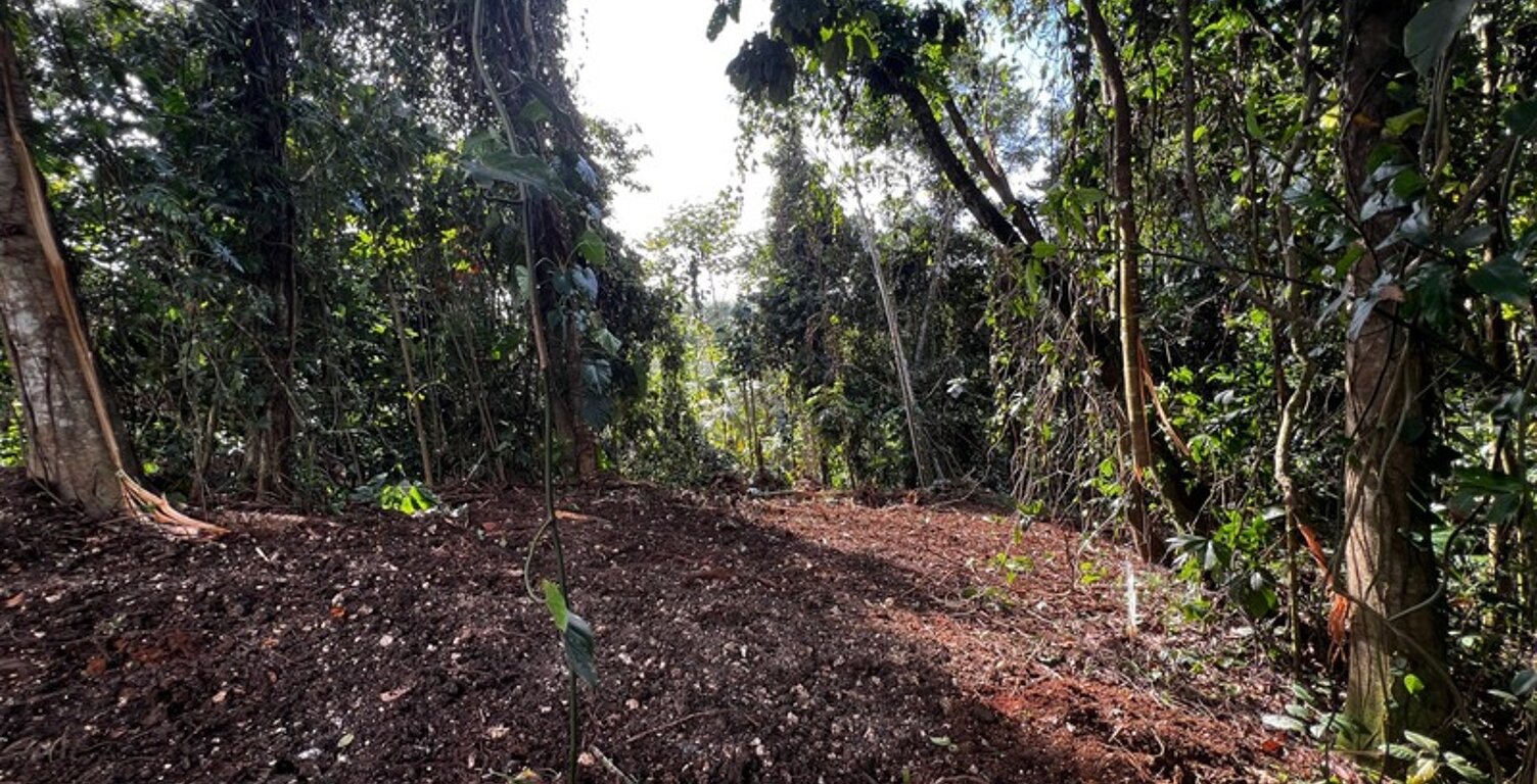 Magnifique terrain à vendre de 3 882 m² en pleine forêt tropicale en lisière de rivière — photo 1