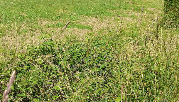 Terrain  à vendre Espès-Undurein 64130