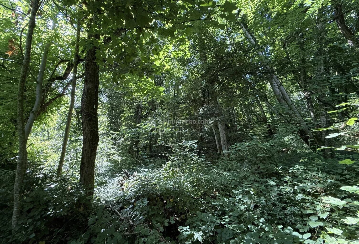 Parcelle de bois — photo 1