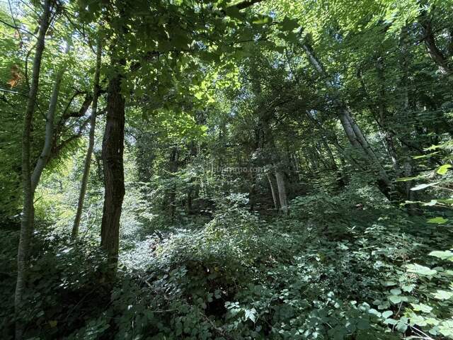 Parcelle de bois — photo du bien