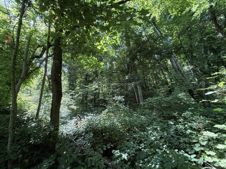 Parcelle de bois — photo 1