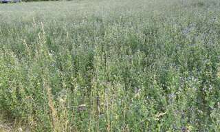 Terrain  3116 m² à vendre à Saint-Cybranet (24250)