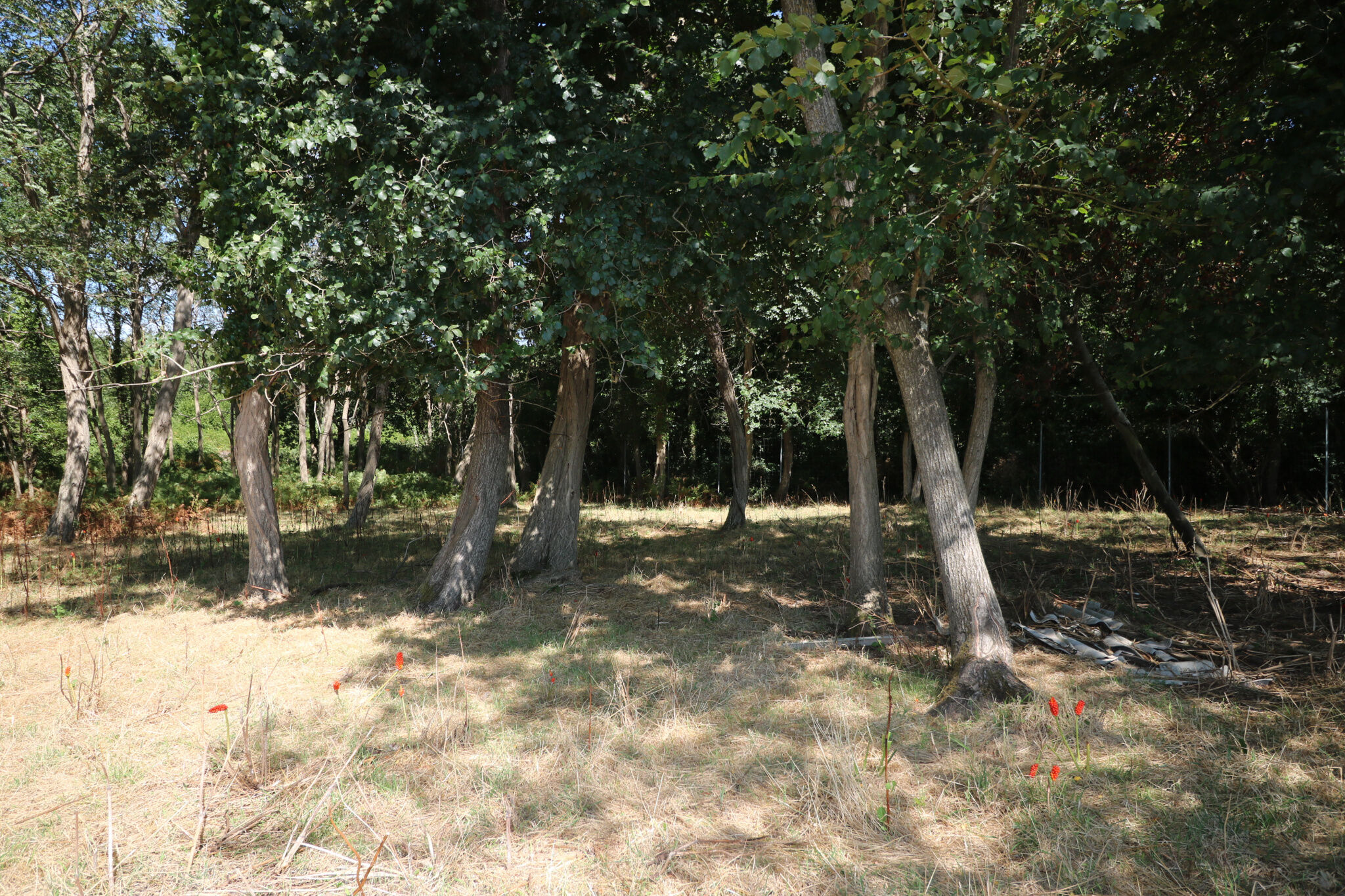 Terrain  à vendre Saint-Just-Luzac 17320