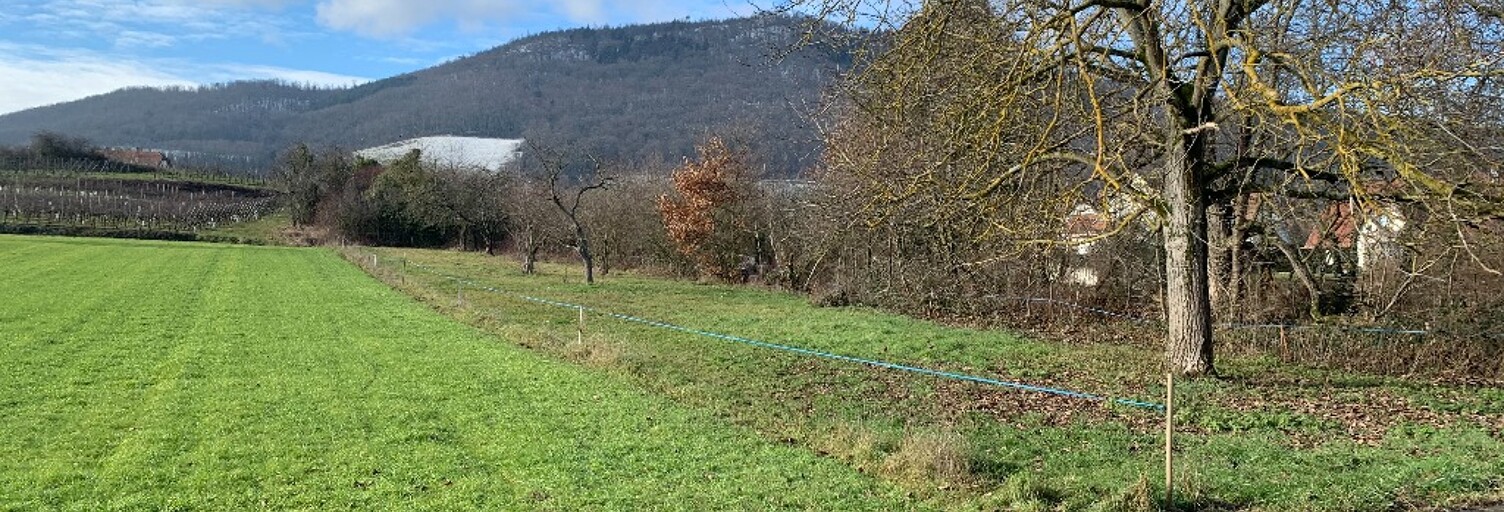 Terrain  578 m² à vendre à Châtenois (67730)