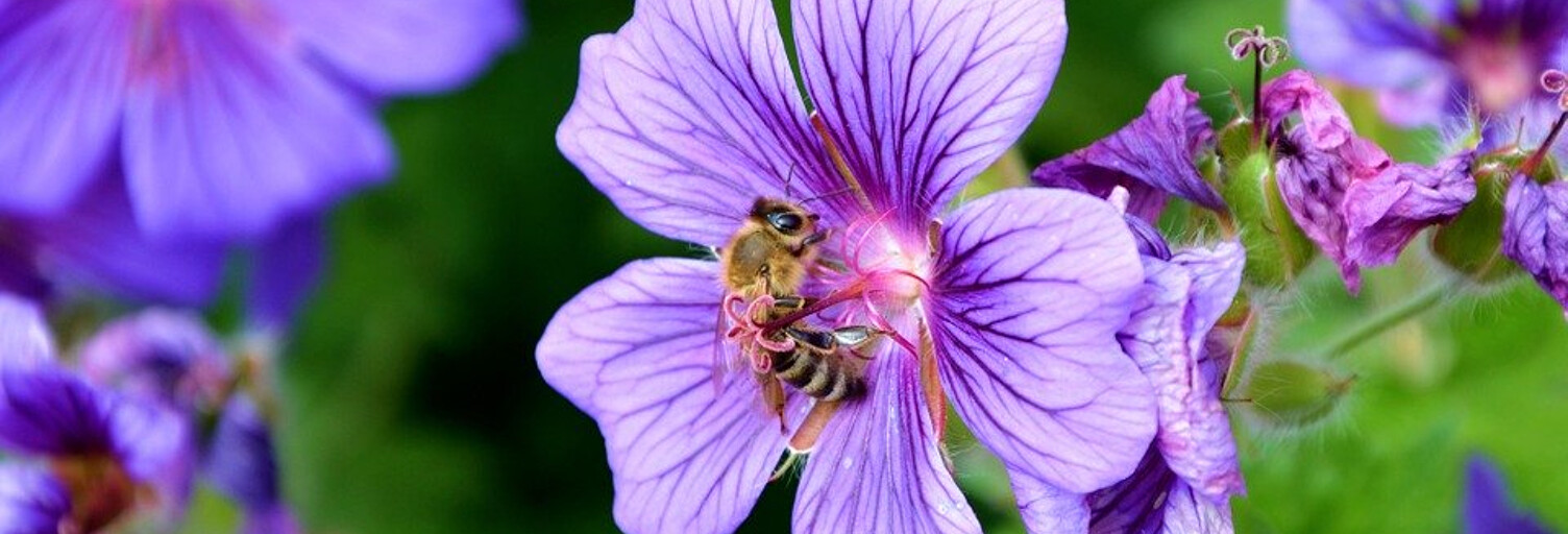 Terrain  1040 m² à vendre à Hinx (40180)