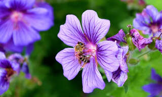 Terrain  1040 m² à vendre à Hinx (40180)