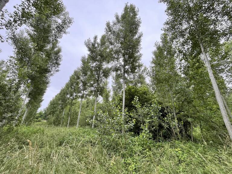 Peupleraie et étang Fismes — photo 1