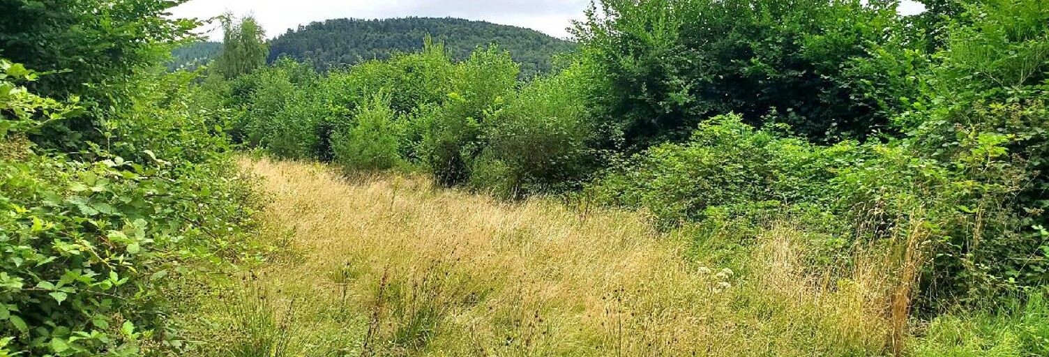 Terrain  890 m² à vendre à Colroy-la-Roche (67420)