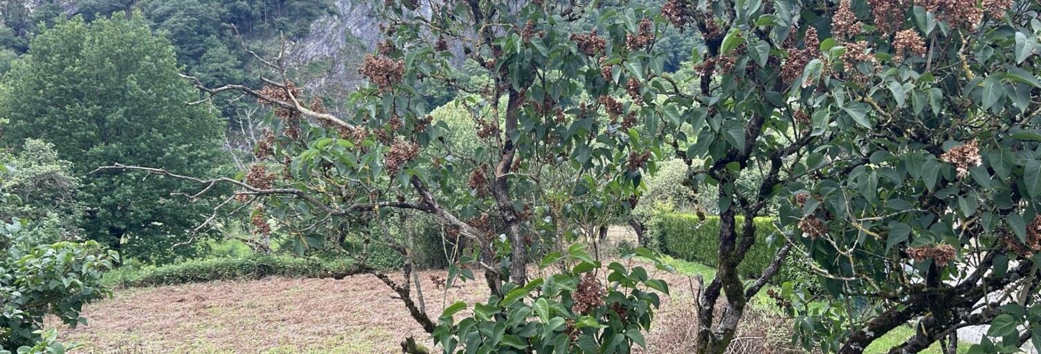 Terrain  875 m² à vendre à Laifour (08800)