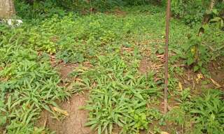 Terrain  1200 m² à vendre à Le Lamentin (97232)