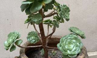 Terrain  1036 m² à vendre à Saint-Sigismond (74300)