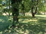 Réf. 9857 - VIAGER OCCUPE - PERNES-LES-FONTAINES (84) — photo 2