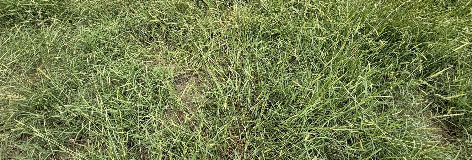 Terrain  487 m² à vendre à Sanguinet (40460)