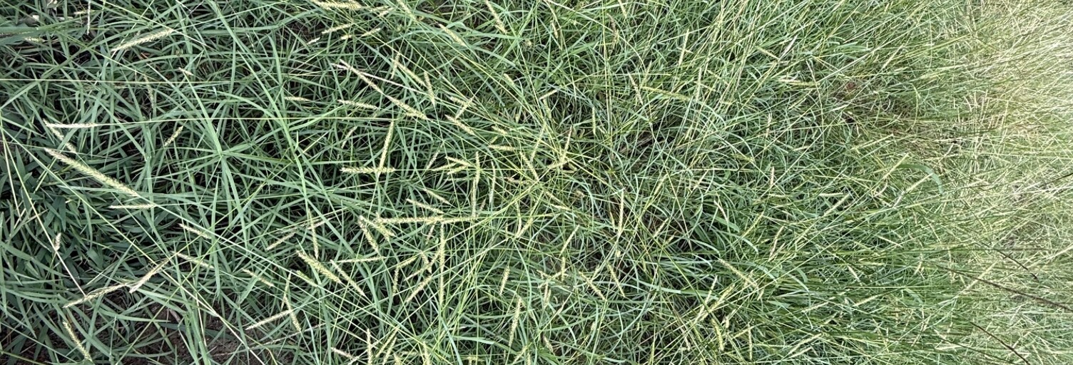 Terrain  568 m² à vendre à Sanguinet (40460)