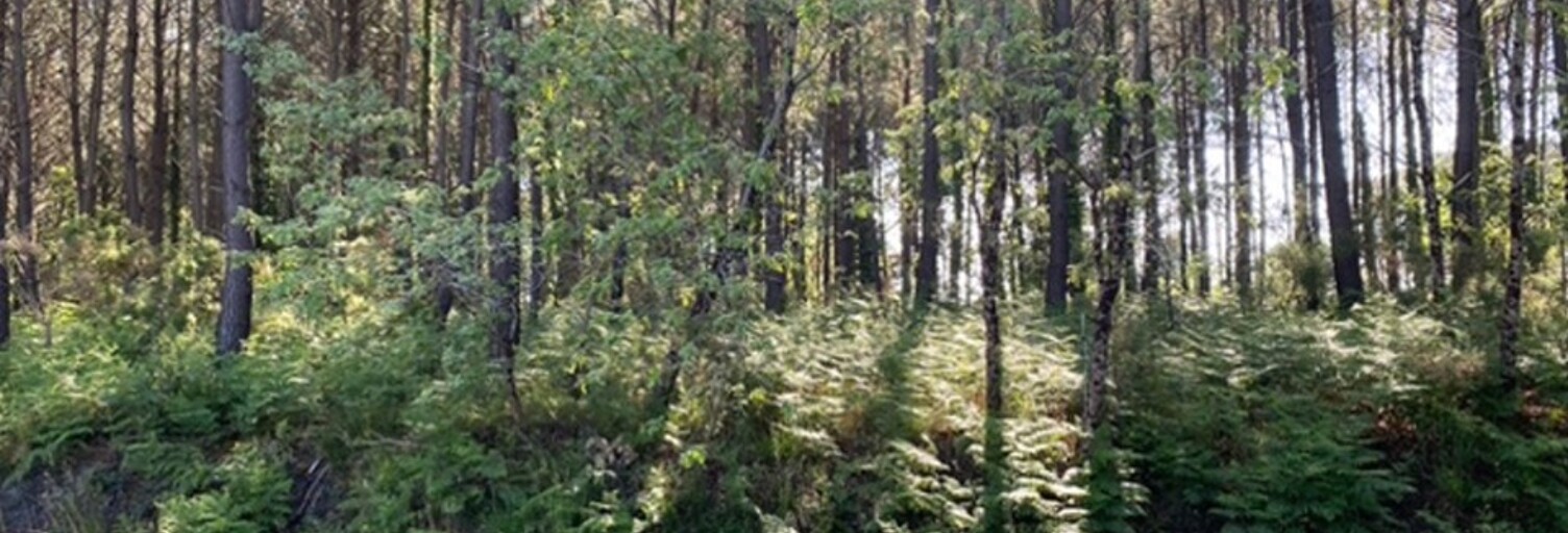 Terrain  485 m² à vendre à Sanguinet (40460)