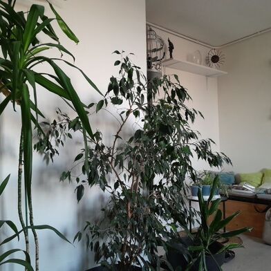 Appartement 1 pièces 700 €