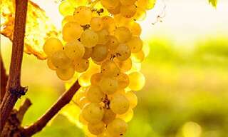 Terrain  25000 m² à vendre à Sauternes (33210)