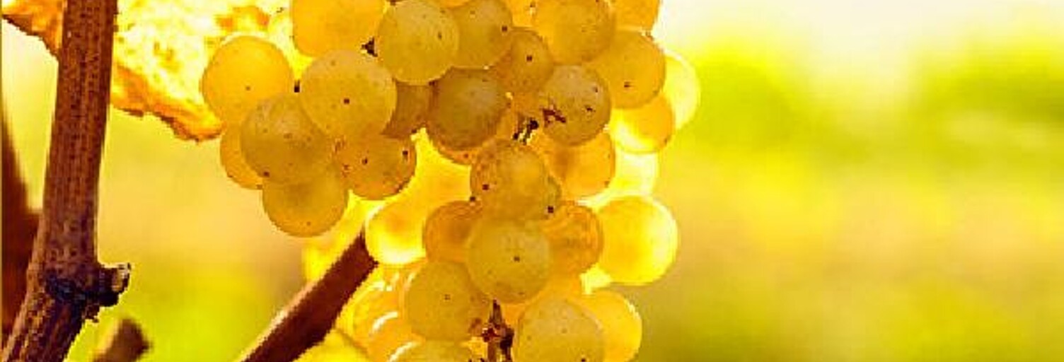 Terrain  25000 m² à vendre à Sauternes (33210)